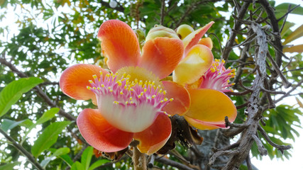 Close up of Cannonball tree flowers in the park, Sala tree, Shorea robusta flower, Couroupita guianensis