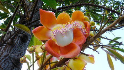 Close up of Cannonball tree flowers in the park, Sala tree, Shorea robusta flower, Couroupita guianensis