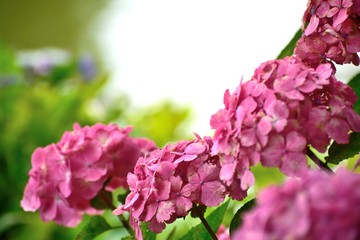 6月アジサイ ピンクの花アップ