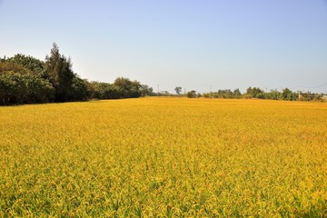 Lush green paddy in rice field ,Autumn background in the Taiwan.  