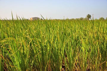 Lush green paddy in rice field ,Autumn background in the Taiwan.  