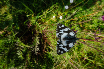 Schachbrettschmetterling Schachbrettfalter auf Wiese