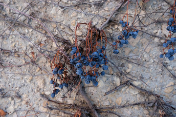 dried grapes hanging from a vine on weathered wall