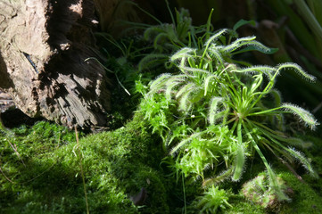 Sydney Australia, sundew and sphagnum plants in garden