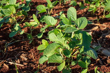 Soy plantation