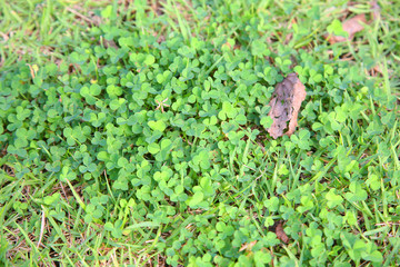 Green clovers leaf.Clover field