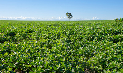 Soy plantation
