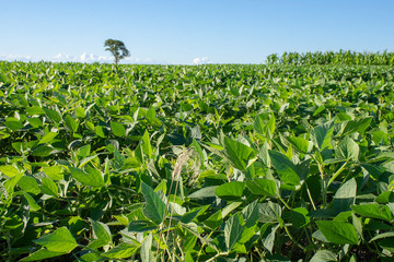 Soy plantation