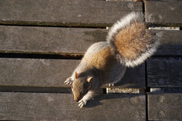 squirrel eating a nut and sesame cracker and walking on the bench