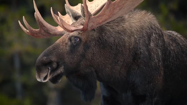Bull Moose in Jasper Canada Video Clip in 4k