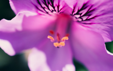 closeup of a flower