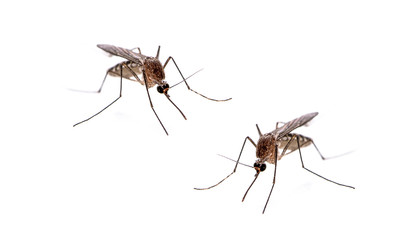 Mosquito isolated on white background - obrazy, fototapety, plakaty