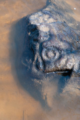Petrogliphs on the stones on the bank of Amur river