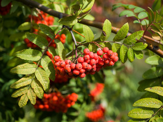 Close-up of a bunch of mountain ash. Autumn sunny day