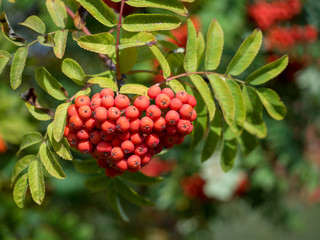 Close-up of a bunch of mountain ash. Autumn sunny day
