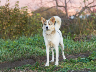 Husky village dog walks Outdoors.