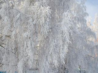 Tree branches covered with hoarfrost in the frost. Winter sunny day