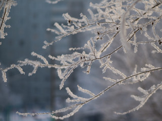 Tree branches covered with hoarfrost in the frost. Winter sunny day