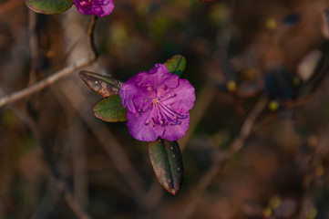 Beautiful live plants in the wild in summer