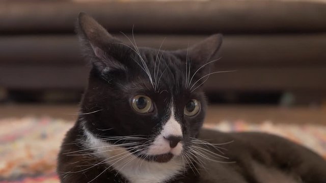 Indoor tuxedo cat looking surprised by noises, in slow motion