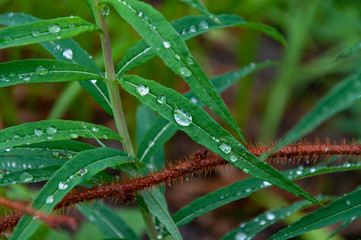 Beautiful live plants in the wild in summer