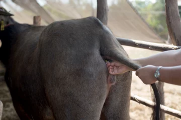 Fotobehang Veterinary check temperature measurement in swamp buffalo through anal ,animal health concept © Sakan