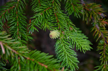 Beautiful live plants in the wild in summer