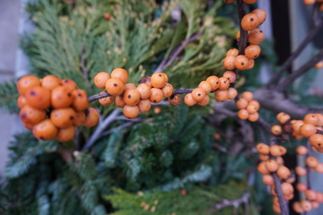 bunch of red grapes and orange berries