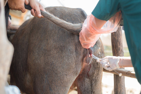 Fertility of buffalo inseminated with frozen semen after estrus synchronization in Swamp Buffalo