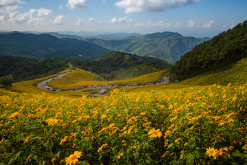 Fototapeta na wymiar Sunflower on mountain mea hong son Thailand
