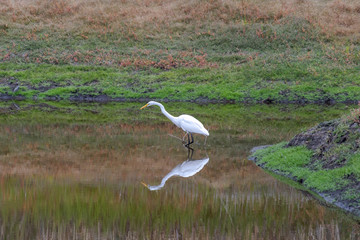 White Heron In Klamath Falls Oregon