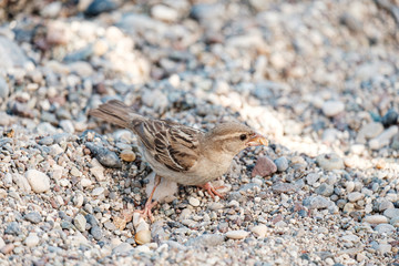 bird Sparrow on a pebble beach looking for food