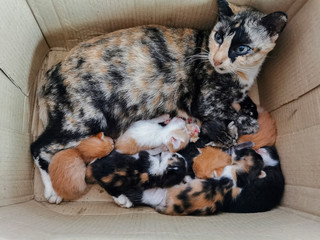 Female cat with 8 small kittens in an opened card box sleeping.
