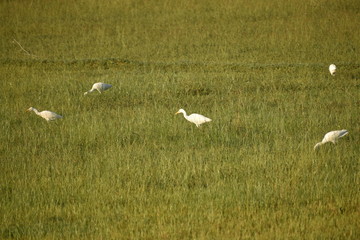 white cranes are in the green field at the morning,Common Crane, Cranes Flock on the green field.