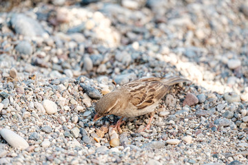 Sparrow among them eats what is left behind by vacationers on the beach blends