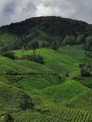 Tea plantation in Cameron Highlands, Pahang, Malaysia.