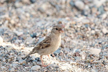 Sparrow in search of rubbing on a pebble beach among the stones
