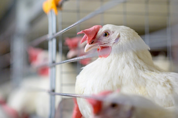 egg factory plant agriculture poultry chicken farm