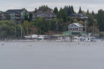 White Pelicans fly over Klamath Falls Marina at Upper Klamath Lake