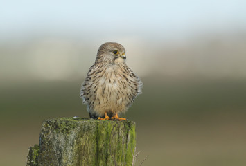 A hunting Kestrel, Falco tinnunculus, perching on a wooden fence post.