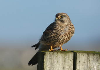 A hunting Kestrel, Falco tinnunculus, perching on a wooden fence post.