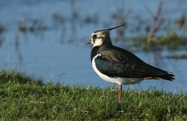A stunning Lapwing, Vanellus vanellus, feeding in a meadow at the edge of water.