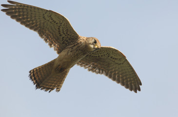 A magnificent hunting Kestrel, Falco tinnunculus, hovering in the blue sky.