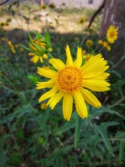 yellow flowers in garden