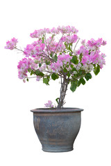Pink Bougainvillea flower bloom in brown pot isolated on white background included clipping path.