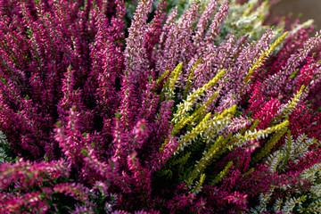 Beautiful red, white and pink heather blossoms closeup. Autumn flowers heather background. - obrazy, fototapety, plakaty