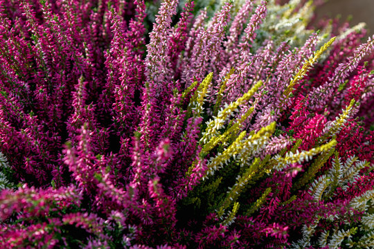 Beautiful red, white and pink heather blossoms closeup. Autumn flowers heather background.