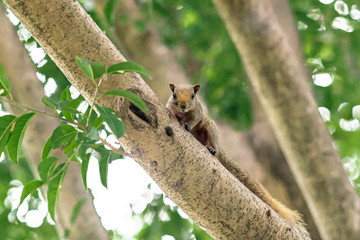 squirrel on tree