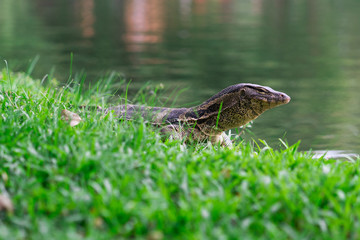 lizard in the grass