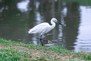 Great egret